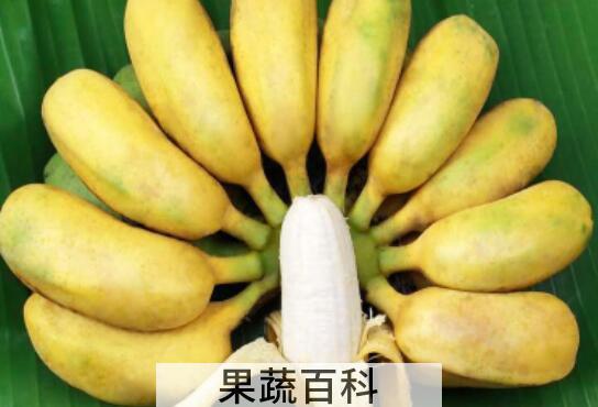 贡蕉的作用和功效