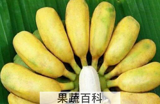 西贡蕉不能与什么同吃