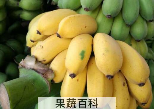 西贡蕉不能与什么同吃