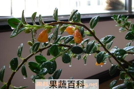 金鱼吊兰的功效与作用