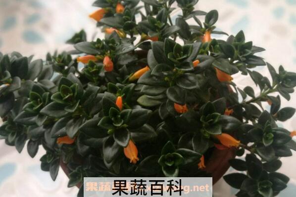 金鱼吊兰的功效与作用