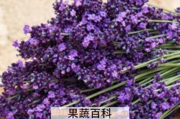 薰衣草花的功效与作用
