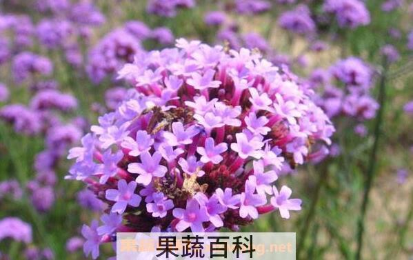 薰衣草花的功效与作用