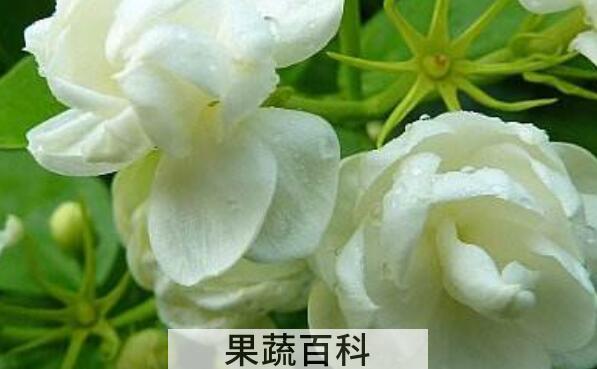 茉莉精油如何提取 茉莉精油的功效
