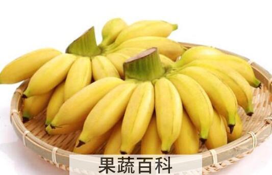  山蕉是什么 山蕉的功效与作用