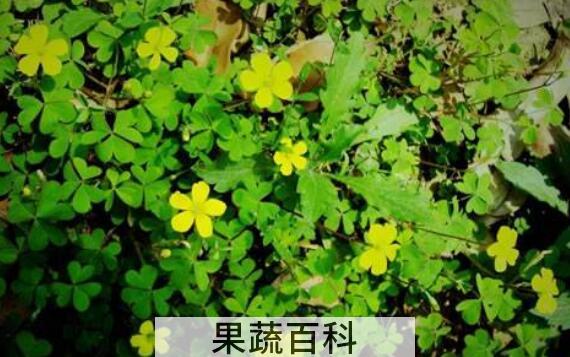 香草泡酒的功效与作用