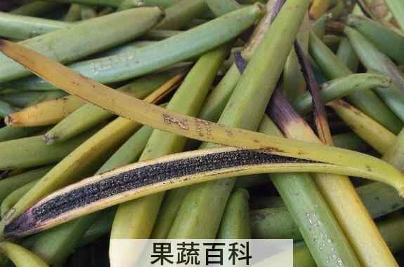 香草荚的功效与作用