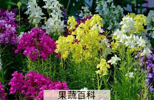 金鱼草的功效与作用 金鱼草的药用价值