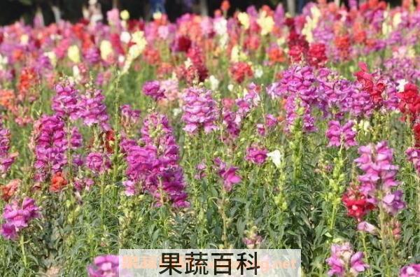 金鱼草的功效与作用 金鱼草的药用价值