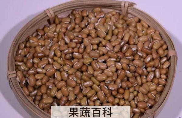 巴山豆的功效和作用 巴山豆的药用价值