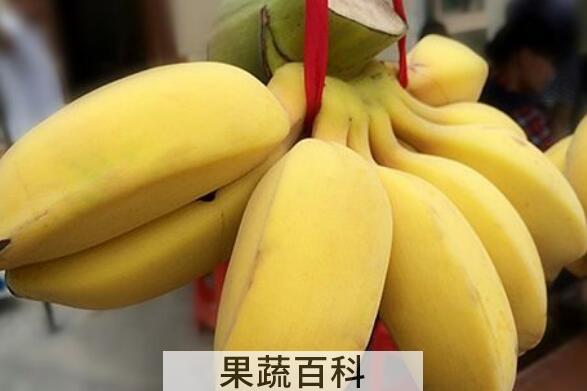 山蕉和香蕉的区别 吃山蕉的好处
