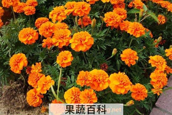 孔雀草