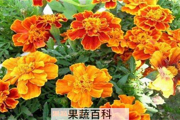 孔雀草