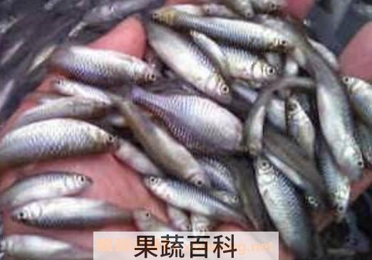 杂鱼的功效与作用