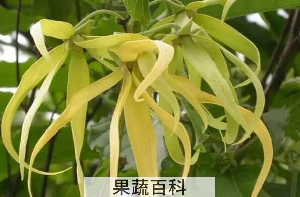 依兰花精油功效与作用 依兰精油有副作用