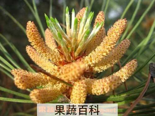 松花粉怎么吃最好 松花粉的吃法技巧