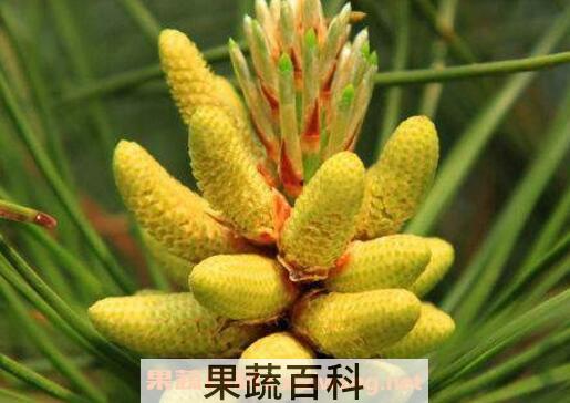 松花粉怎么吃最好 松花粉的吃法技巧