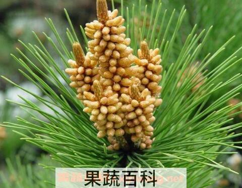 野生松花粉怎么吃 野生松花粉的功效