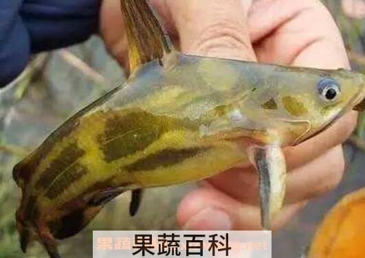 长须黄颡鱼的功效与作用