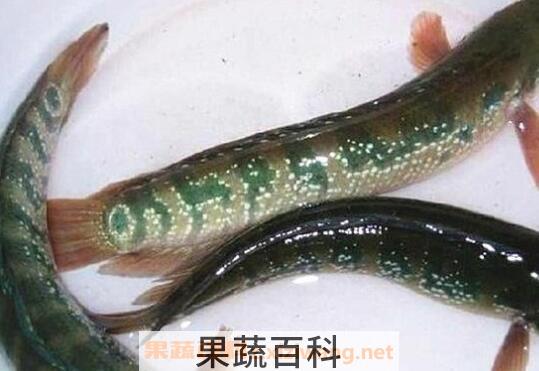 张弓鱼的作用与功效