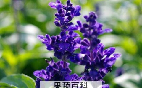 鼠尾草精油的功效与作用 鼠尾草精油怎么使用