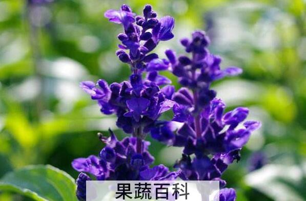 鼠尾草精油的功效与作用 鼠尾草精油怎么使用