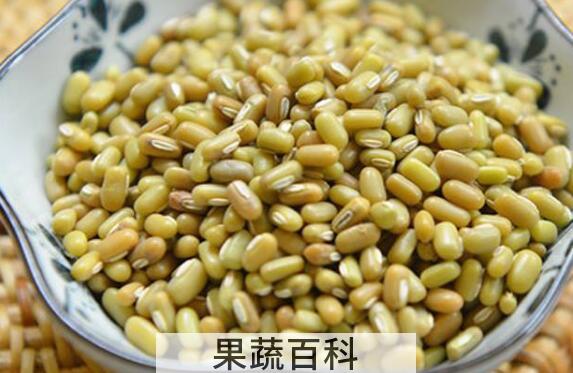 爬豆的功效与作用 吃爬豆的好处