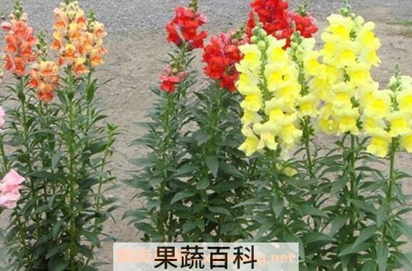 金鱼草怎么养殖方法 金鱼草怎么修剪