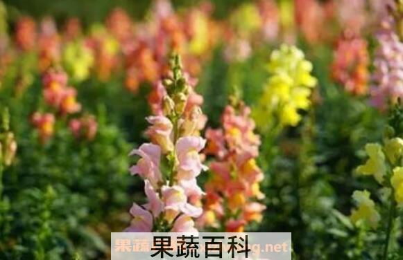 金鱼草怎么养殖方法 金鱼草怎么修剪
