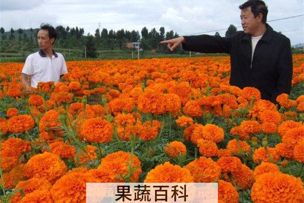 万寿菊