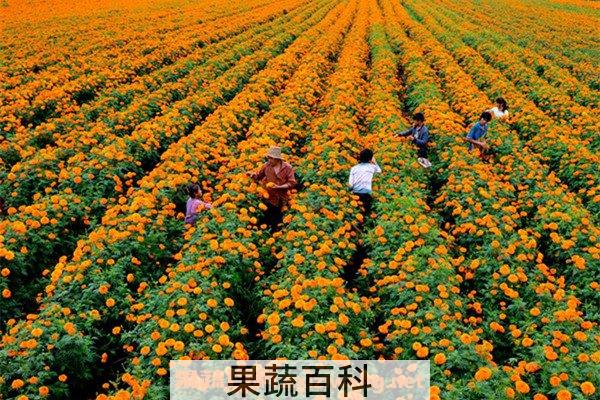 万寿菊