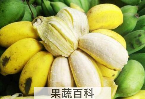 苹果蕉和普通香蕉的区别 吃苹果蕉的好处