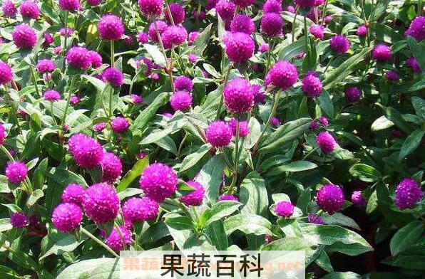  千日红的功效与作用 千日红的副作用