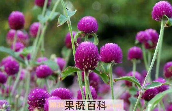  千日红的功效与作用 千日红的副作用