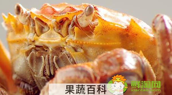 大闸蟹属于什么蟹，每年吃大闸蟹的季节几月到几月