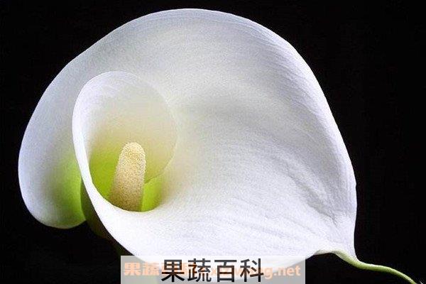 马蹄莲