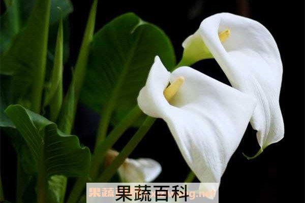 马蹄莲