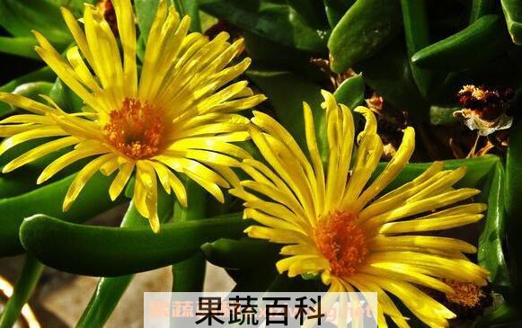佛手花的功效与作用 佛手花的副作用