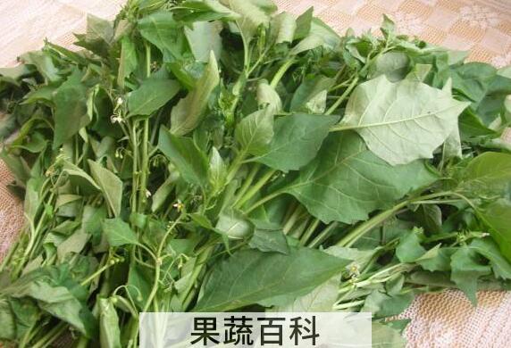 百花菜和白花菜区别 吃白花菜的好处