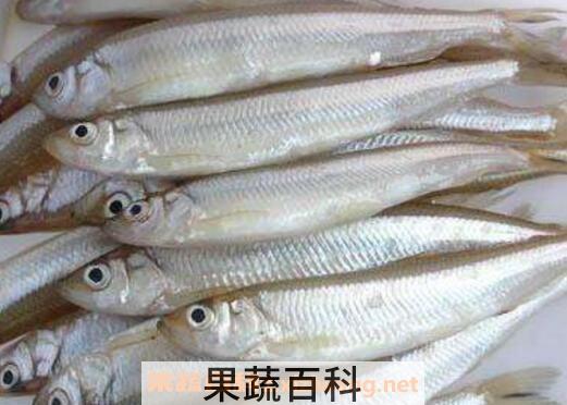 掌公鱼的功效与作用