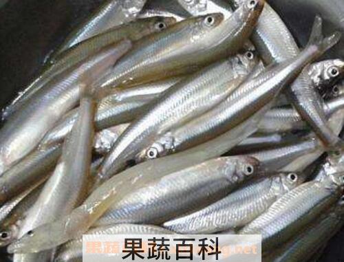 掌公鱼的功效与作用