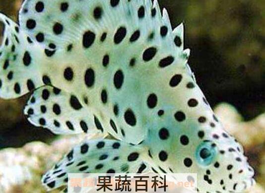 珍珠老鼠鱼的功效与作用及养殖方法