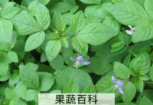 野白花菜作用与禁忌