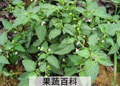 野白花菜作用与禁忌