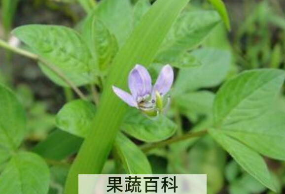 哪些人不宜吃白花菜 白花菜的副作用有哪些