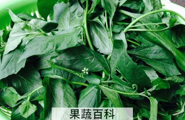 白花菜的功效与作用及禁忌