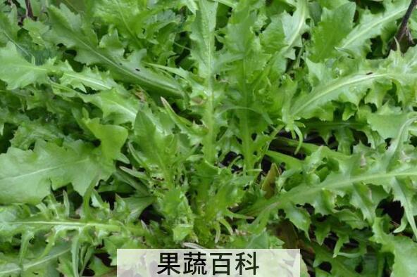 白花菜的功效与作用及禁忌
