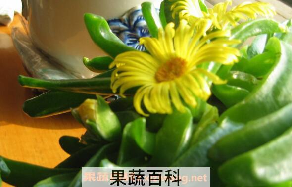 佛手花如何养 佛手花的家庭养殖方法