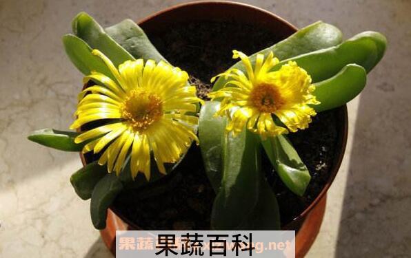 佛手花如何养 佛手花的家庭养殖方法