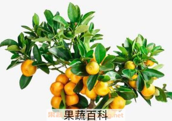 金桔树怎么养 金桔树的养殖方法技巧